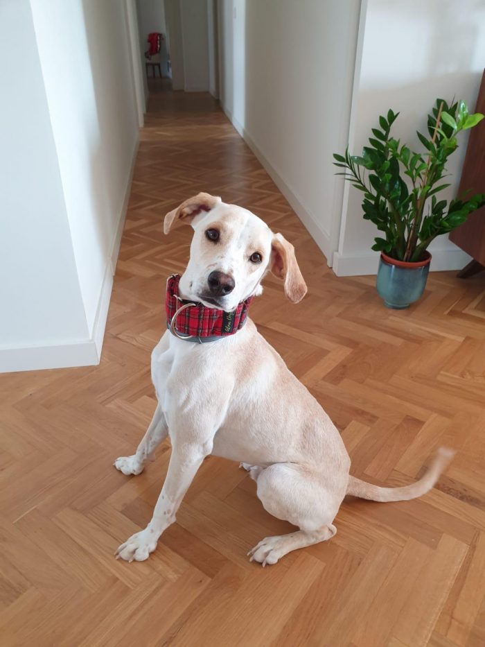 galgo cachorro martingale escoces